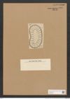 Surirella neumeyeri Jan. (de-Toni-Nr.: Genus 53, Species 2402) Zeichnungen Sammlung Grunow Nr. 4808 (NHMW-BOT-W0372960)